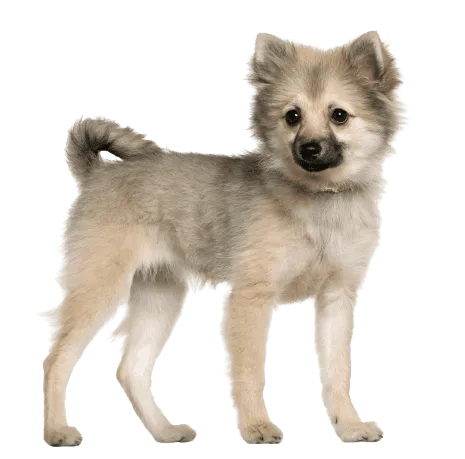 Deutsche Spitz