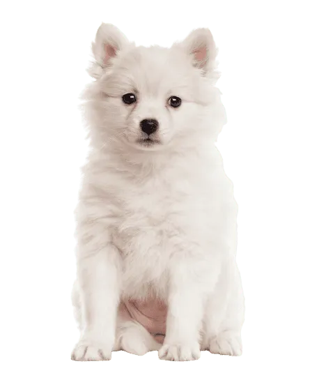 Deutsche Spitz