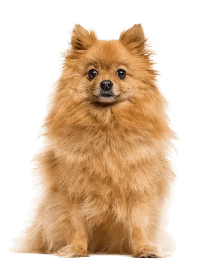 Deutsche Spitz