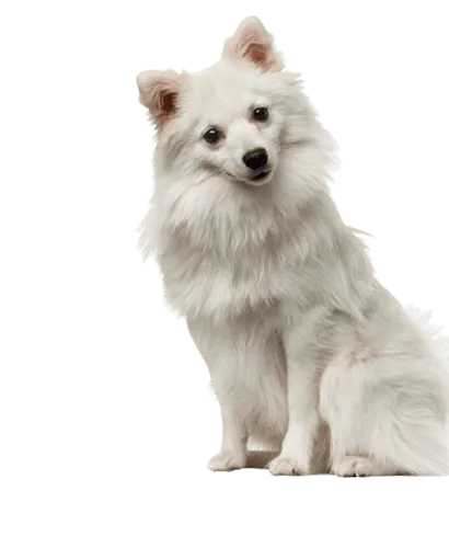 Deutsche Spitz