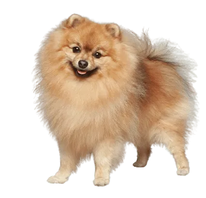 Deutsche Spitz