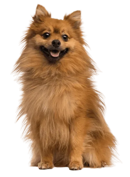 Deutscher Spitz Bild