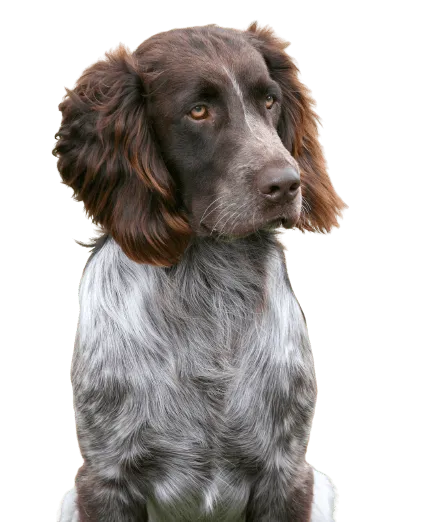 Deutscher Wachtelhund Bild