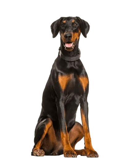doberman