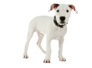 Dogo Argentino