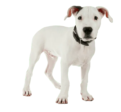 Dogo Argentino