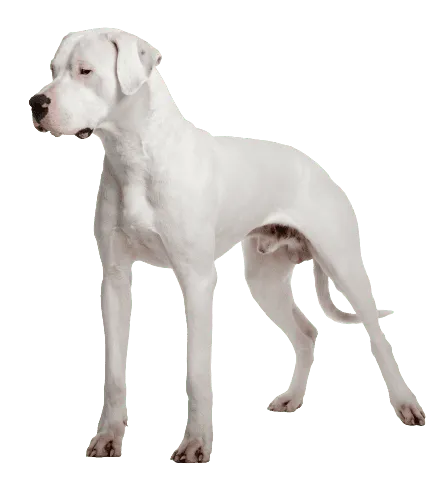 Dogo Argentino