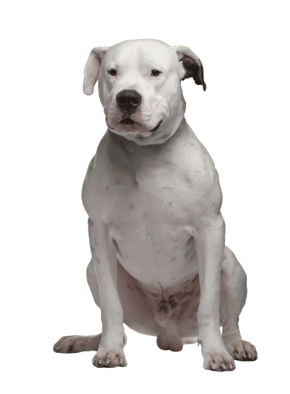 Dogo Argentino