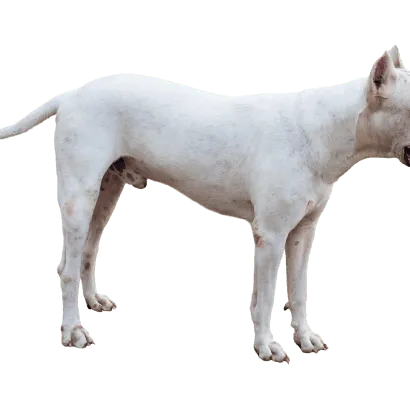 Dogo Argentino