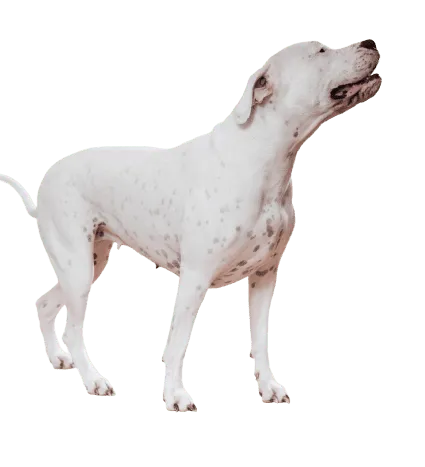 Dogo Argentino
