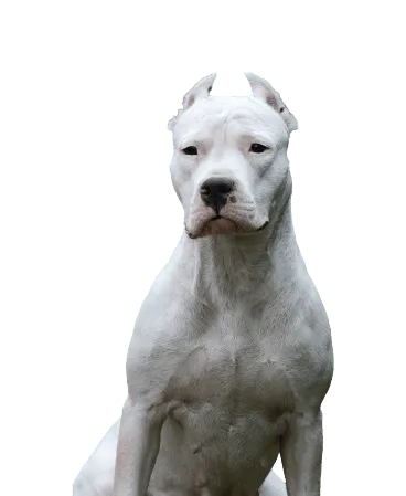 Dogo Argentino Bild