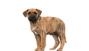 Dogo Canario Puppy