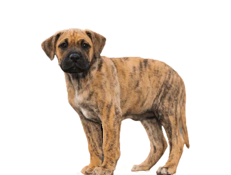 Dogo Canario Puppy