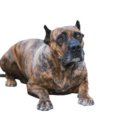 Dogo Canario 7