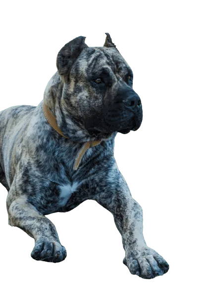 Dogo Canario 6