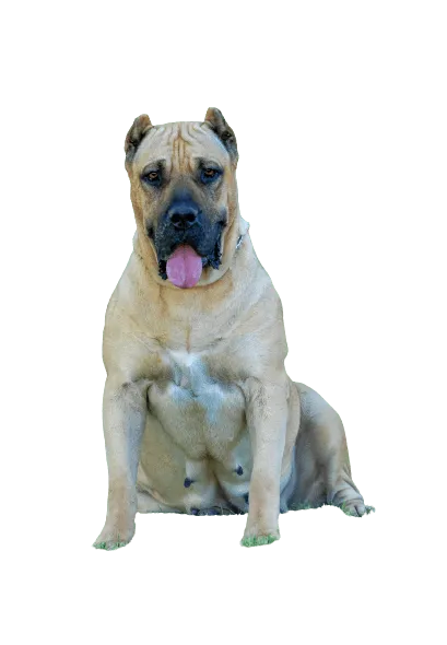 Dogo Canario 5
