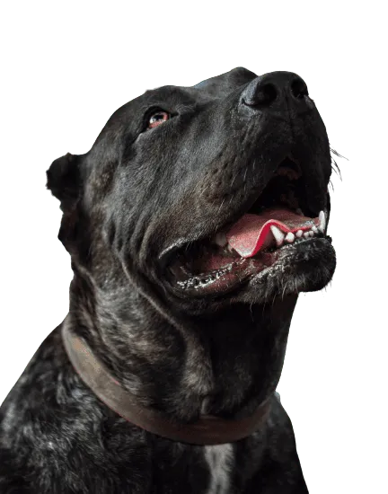 Bild für Dogo Canario