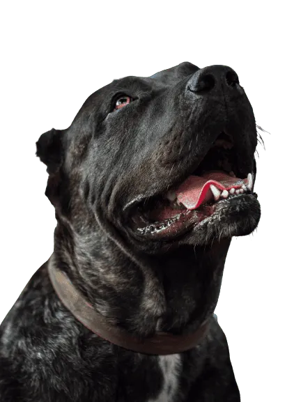 Dogo Canario Bild