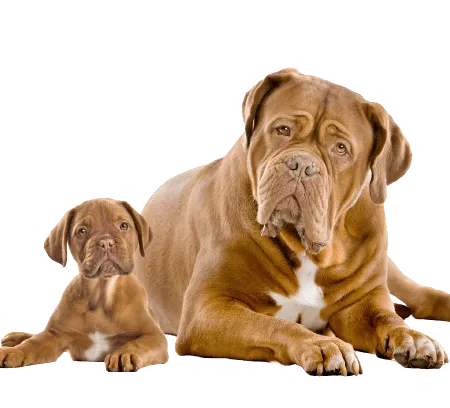 Bild für Dogue de Bordeaux