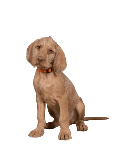 Drahthaariger Ungarischer Vorstehhund