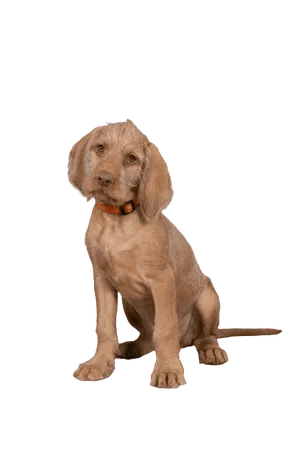 Drahthaariger Ungarischer Vorstehhund