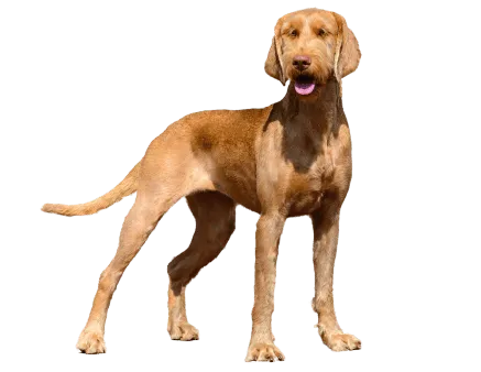 Drahthaariger Ungarischer Vorstehhund