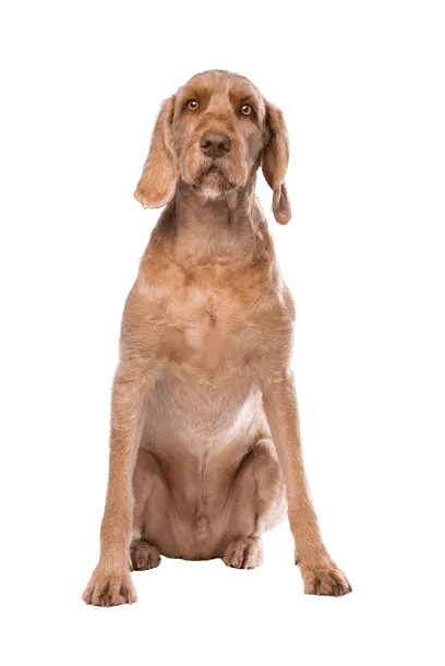 Drahthaariger Ungarischer Vorstehhund
