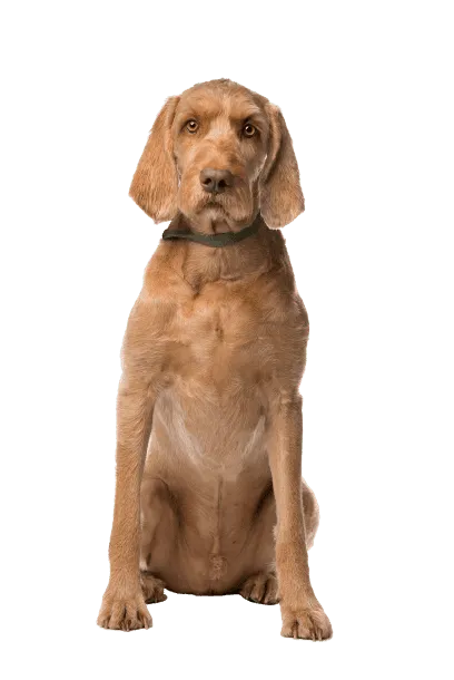 Drahthaariger Ungarischer Vorstehhund
