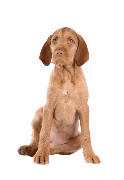 Drahthaariger Ungarischer Vorstehhund
