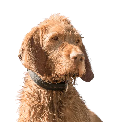 Bild für Drahthaariger Ungarischer Vorstehhund