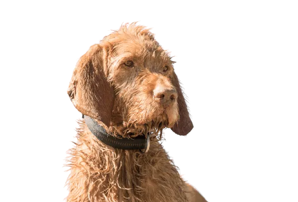 Drahthaariger Ungarischer Vorstehhund Bild