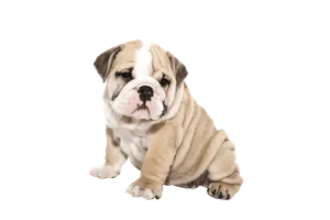 Englische Bulldogge - Wurfmeldungen