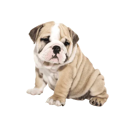 Englische Bulldogge Bild 1