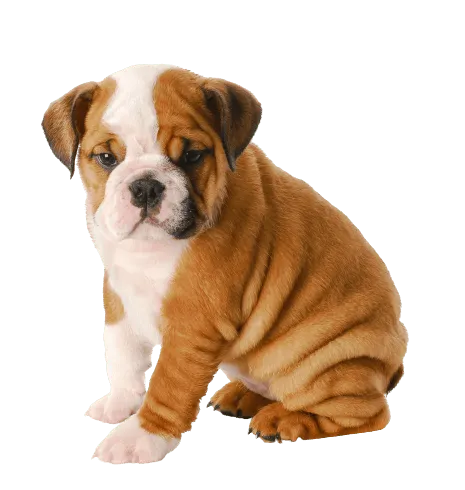 Englische Bulldogge Puppy