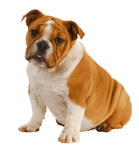Englische Bulldogge Adult