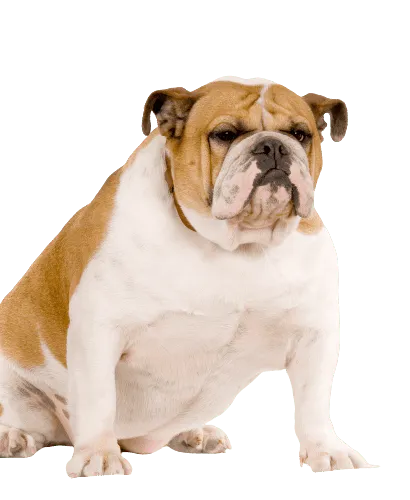 Englische Bulldogge Senior