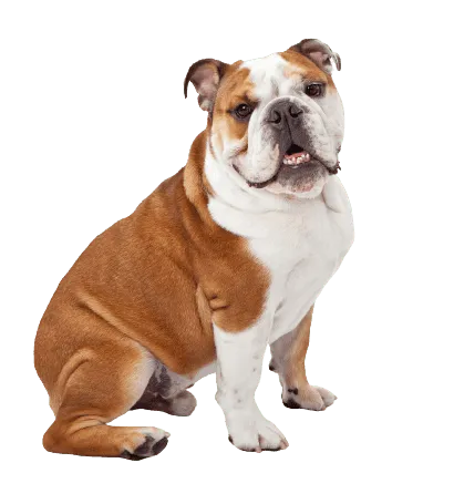 Englische Bulldogge (5)