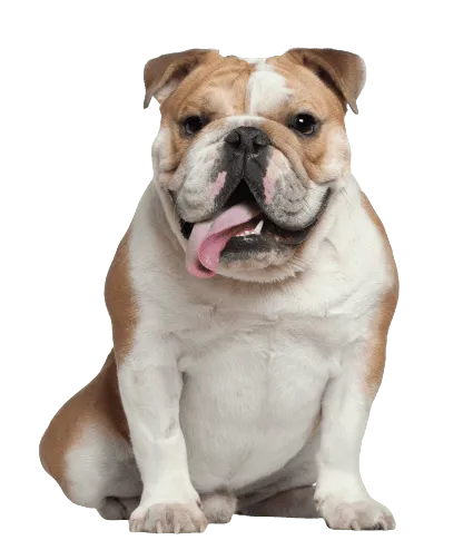 Englische Bulldogge (4)