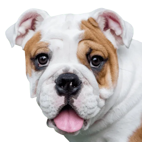 Englische Bulldogge Bild