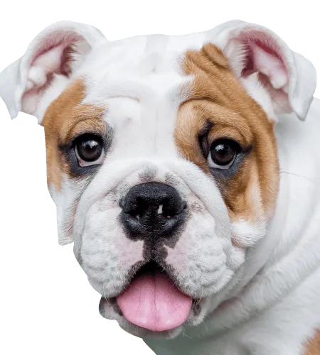 Bild für Englische Bulldogge