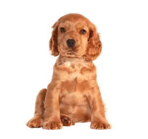 English Cocker Spaniel