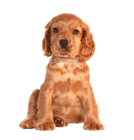 English Cocker Spaniel