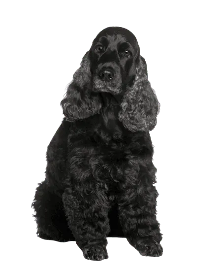 English Cocker Spaniel