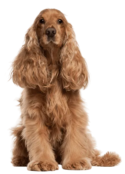 English Cocker Spaniel