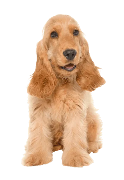 English Cocker Spaniel