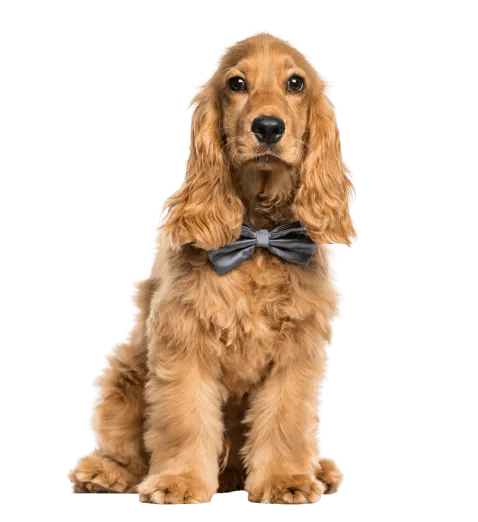 English Cocker Spaniel Bild