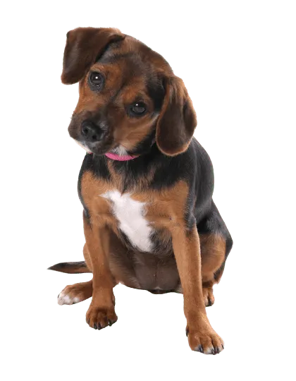 English Foxhound