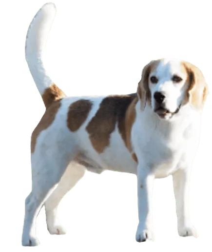 English Foxhound