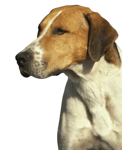 English Foxhound Bild