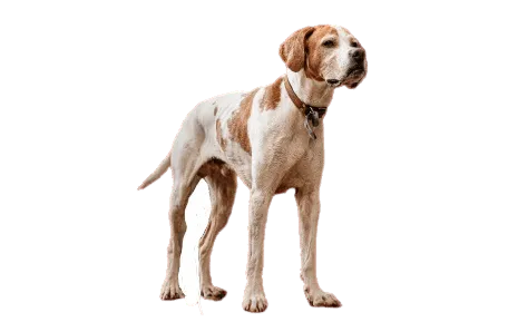 English Pointer
